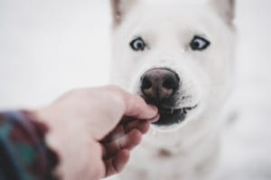 A picture of someone feeding a really cute husky (a type of all white dog)