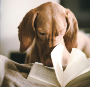 Dog with nose in a book by Photo by 2Photo Pots on Unsplash