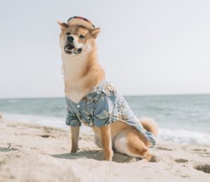 dog on beach wearing hat and aloha shirt